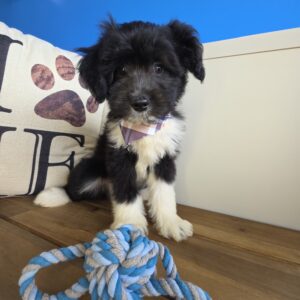 Tavish Aussiedoodle 01
