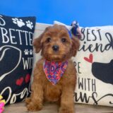 Taylor Goldendoodle 01