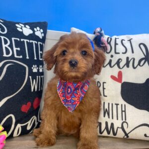 Taylor Goldendoodle 01