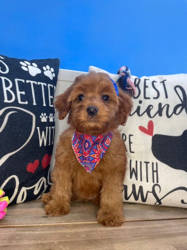 Taylor Goldendoodle 01