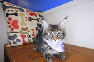 Taylor Maine Coon 01