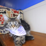Taylor Maine Coon 02