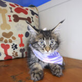 Taylor Maine Coon 04