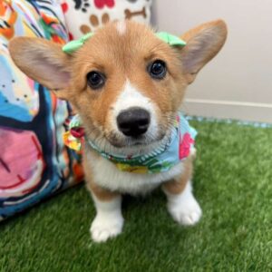 Teeni Pembroke Welsh Corgi 01
