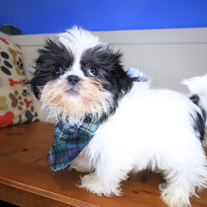 Theia Shih Tzu 01