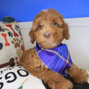 Thistle Poodle 01