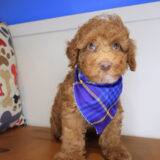Thistle Poodle 02