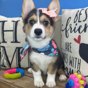 Tilly Pembroke Welsh Corgi 01