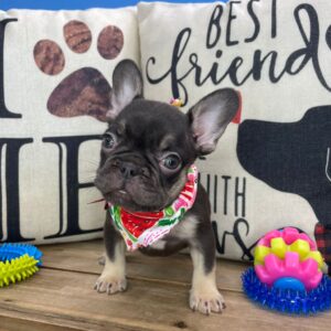 Tiny Tina French Bulldog 01