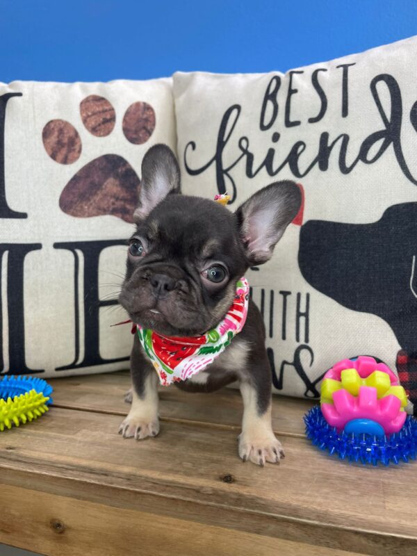 Tiny Tina French Bulldog 01