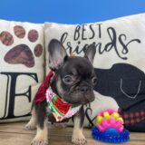 Tiny Tina French Bulldog 02