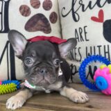 Tiny Tina French Bulldog 04