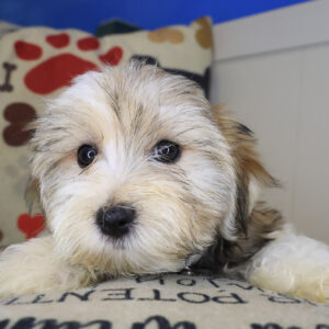 Tokyo Morkie 01