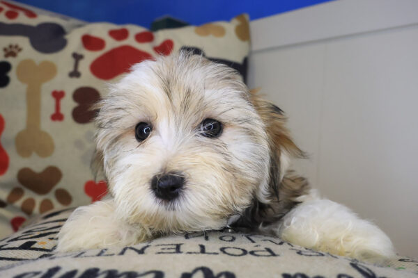 Tokyo Morkie 01