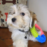 Tokyo Morkie 02
