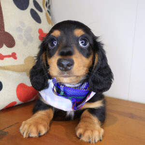 Tom Tom Dachshund 01