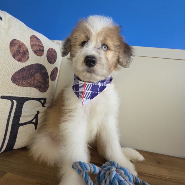 Toto Aussiedoodle 01