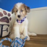 Toto Aussiedoodle 04