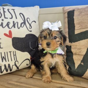 Tova Yorkshire Terrier 01