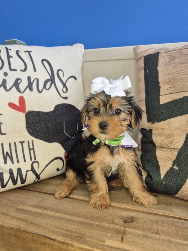 Tova Yorkshire Terrier 01