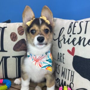 Trixie Pembroke Welsh Corgi 01