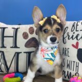 Trixie Pembroke Welsh Corgi 03