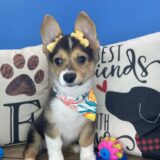 Trixie Pembroke Welsh Corgi 04