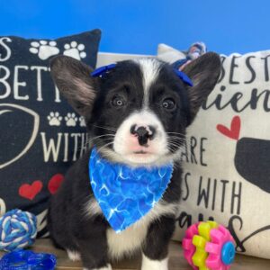 Trudy American Corgi 01