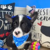Trudy American Corgi 04