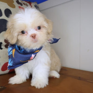 Twizzler Shih Tzu 01