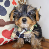 Ulrich Yorkshire Terrier 01
