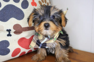 Ulrich Yorkshire Terrier 01