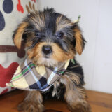 Ulrich Yorkshire Terrier 02