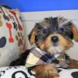Ulrich Yorkshire Terrier 03