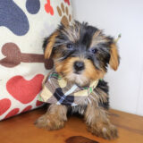 Ulrich Yorkshire Terrier 04
