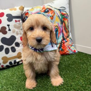 Usher Mini Goldendoodle 01