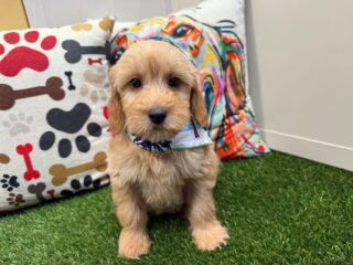 Usher Mini Goldendoodle 01