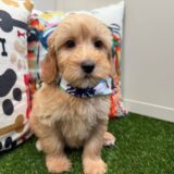 Usher Mini Goldendoodle 02