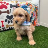 Usher Mini Goldendoodle 03