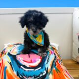 Viggo Maltipoo 02