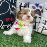Wendy Shih Tzu 01
