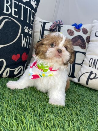 Wendy Shih Tzu 01