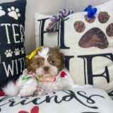 Wendy Shih Tzu 02