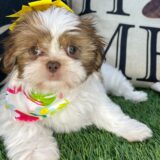 Wendy Shih Tzu 03