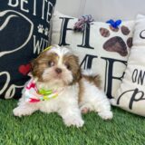 Wendy Shih Tzu 04