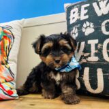 Wild Bill Morkie 01