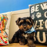 Wild Bill Morkie 03