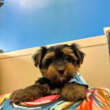Wild Bill Morkie 04