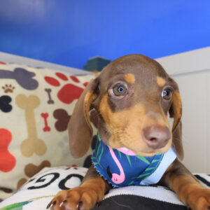 Wynnie Dachshund 01
