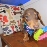 Wynnie Dachshund 03